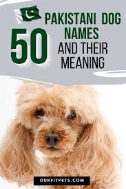 50 Pakistani Dog Names And Their Meaning In 2020 Dog Names Dogs Names With Meaning