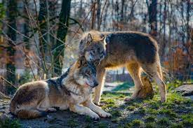 Why Do Wolves Get Stuck Together When Mating Fauna Facts