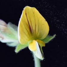 Image result for Rhynchosia caribaea