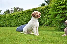 Also, not sure what size pet passports are around the world, but it's way too big for ours. Start Lagotto Romagnolo Vom Schs Webseite