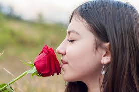 Imagen gratis: rosa, flor, rojo, naturaleza, jardín