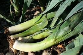 Poireau Geant D Hiver 2 Poireaux Potager Feuillage