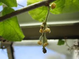 Image result for Chasmanthera dependens