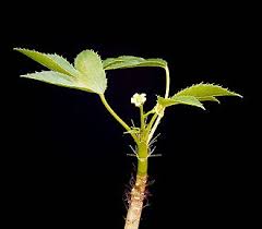 Image result for Jatropha botswanica