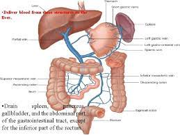 A special fetal vessel that allows umbilical blood to bypass the liver b. 9ugpuqlvh61 Sm