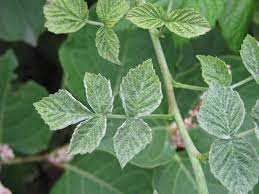 We did not find results for: What S Wrong With My Plant Garden University Of Minnesota Extension