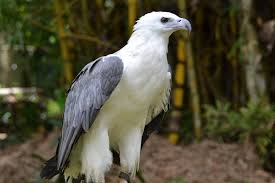 Regardless, birds of prey are fascinating to all and so we present this list of some of the largest, mightiest and most spectacular raptors from the martial eagle is africa's largest eagle, having a wingspan of 2.6 meters and weighing up to 6.2 kgs. List Of Eagle Species Birdlife
