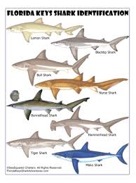 sharks species identification chart shark florida keys