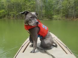 2 people and a dog (or two!) all aboard the party boat! Dog On Board Dog Platform Wavewalk Stable Kayaks And Microskiffs