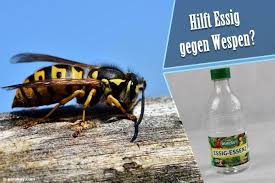 Rolladenkasten gegen wespen schützen und abdichten. Hilft Essig Gegen Wespen Vertreibt Essiggeruch Wespen Wirklich
