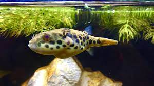 Check spelling or type a new query. Spotted Congo Puffer Eating Snails Tetraodon Schoutedeni Youtube