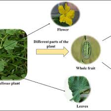 Image result for Cucumis humifructus
