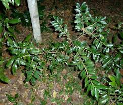 Image result for Erythroxylum emarginatum