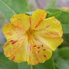 Established in 2005, we deliver online flowers to over 90 countries. Mirabilis Jalapa Kaleidoscope Yellow Fuchsia Swirls 12 Seeds Four O Clock Marvel Of Peru