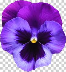 12 best african violet tattoos images tattoos violet. Sweet Violet African Violets Purple Violet Flower S Watercolor Painting Violet Magenta Png Klipartz