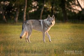 So entstand er eben aus der kreuzung. Tschechoslowakischer Wolfshund Hund Dog Hundefotografie Hund Wiebke Haas Animal Photography
