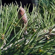 Image result for Seddera