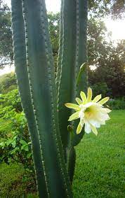 Maybe you would like to learn more about one of these? Cereus Caracteristicas Cultivo Y Cuidados Plantas Flor De Planta