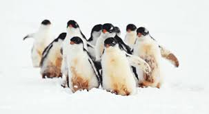 It S Freezing Out There These Adorable Animals Can Show You Some Great Ways To Stay Warm Penguins Animals Cute Animals