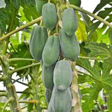 Image result for Carica papaya