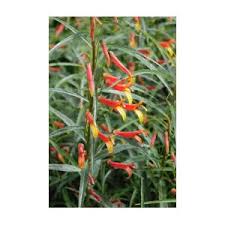 Image result for Scleria laxiflora
