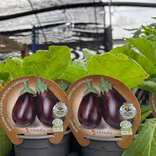 Image result for Solanum melongena