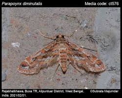 Image result for Hypolytrum pynaertii