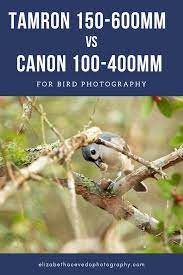 Pin On Bird Photography