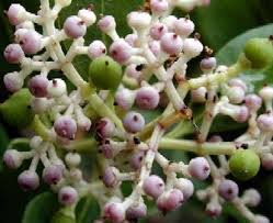Image result for Olea capensis