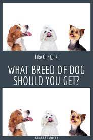 What Type Of Dog Should I Get Quiz If You Are Thinking About Getting A Dog You Should Take This Quiz See Which Dog Breed Quiz Dog Personality Quiz Dog Quiz
