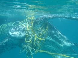 Over 1 000 Turtles Killed Every Year By Plastic Waste In The Oceans Marine Turtle Rubbish In The Ocean Plastic In The Sea