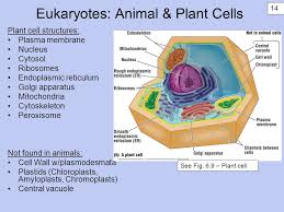 Animal cells have many different structures depending on their function. A Tour Of The Cell Lecture 2 Part 1 Cell Theory Cells Are The Basic Unit Of Structure And Function The Lowest Level Of Structure That Can Perform All Ppt Download