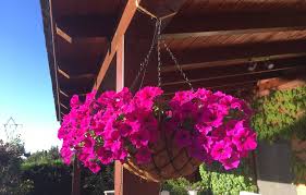 Las plantas en cepellón xl es un nuevo formato, listo para plantar ya directamente en jardinera o en parterre (el cepellón mide entre 8 y 12 cm). Las Mejores Plantas Colgantes Para Balcones