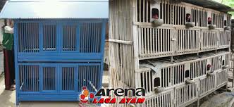 Kebutuhan nutrisi ayam bangkok pada setiap tahap pertumbuhannya tidaklah sama. Pembuatan Kandang Umbaran Ayam Bangkok Multifungsi Sesuai Standar