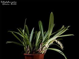 Image result for Bulbophyllum schinzianum