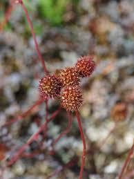 Image result for Holubia saccata