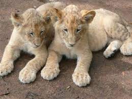 Lion Park Johannesburg Reviews Of Lion Park Tripadvisor South African Adventures South Africa Travel Africa