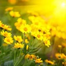 Obituary information for Mary E. Ray