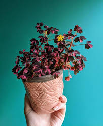 Plum crazy loves the sun but will also tolerate shade. Pin On Flowers