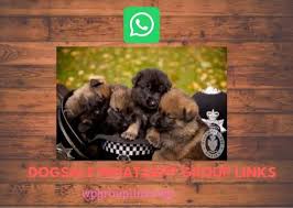 Im am 11 and im such a rabbit luver, plus i stayed up all night just to learn about rabbits and bunnies(in case i ever had a rabbit <3) adopt a bunny, they are adorable cute cuddly and fun. Join 100 Dogsale Whatsapp Group Links List Whatsapp Group Links Unlimited Whatsapp Groups