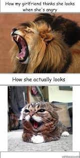 When you tell these funny stupid jokes to your friends, they won't know whether to groan or laugh! When Your Girlfriend Gets Mad At You Hahahaha Jk Cute Funny Animals Animal Jokes Funny Animals