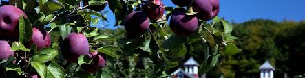 Among the most prized of ornamental trees, flowering crabapples are best known for their spectacular display of magnificent blooms in spring and colorful fall fruit. Apples New England Tree Fruit Management Guide