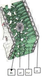 Dalam fotosintesis terdapat dua tahap, yaitu reaksi terang dan reaksi gelap (siklus calvin). Perhatikan Gambar Organ Daun Di Bawah Ini Jaringan Yang Banyak Mengandung Kloroplas Sehingga Brainly Co Id