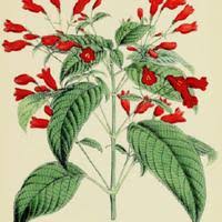 Image result for Ruellia brevifolia