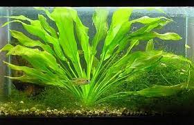 Echinodorus Bleheri Amazon Sword Plant Freshwater Plants Plants Tropical Fish Aquarium