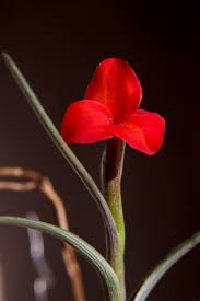 Image result for Albertisia exelliana