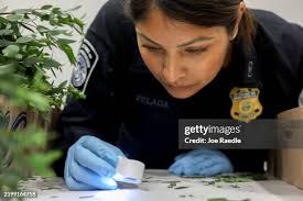 590 Zelada Stock Photos, High-Res Pictures, and Images