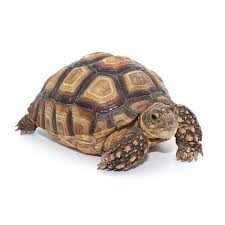 Image result for Grewia sulcata