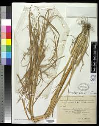 Image result for Hyparrhenia mobukensis