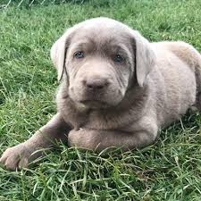 Americanlisted has classifieds in rose hill, north carolina for dogs and cats. Silver Labradors Of Rocky Face Home Facebook